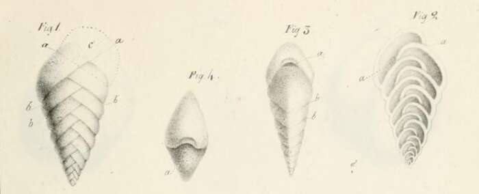 Imagem de Textularia aciculata d'Orbigny 1826