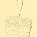 Image de Textularia lingula d'Orbigny 1852