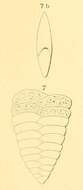 Image of Textularia lingula d'Orbigny 1852