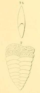 Image de Textularia lingula d'Orbigny 1852