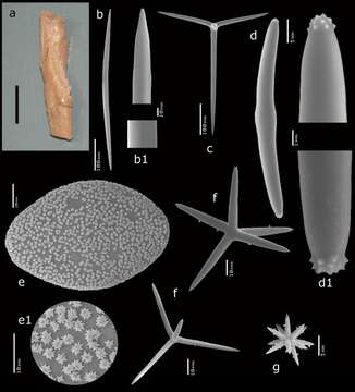 Image of Erylus rhabdocoronatus Van Soest 2017