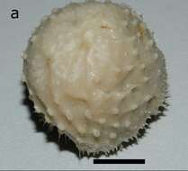 Image de Craniella crustocorticata Van Soest 2017