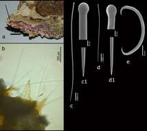 Image of Tylosigma ostreicola Van Soest 2017