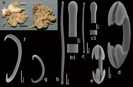 Image of Coelosphaera subgen. Coelosphaera Thomson 1873