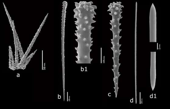 Image of Hymedesmia (Stylopus) alcoladoi Van Soest 2017