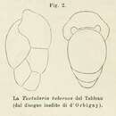 Image of Textularia tuberosa d'Orbigny 1826