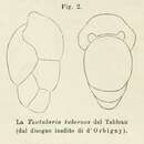 صورة Textularia tuberosa d'Orbigny 1826