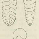 صورة Textularia obtusa d'Orbigny 1826