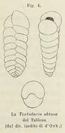 Image of Textularia obtusa d'Orbigny 1826