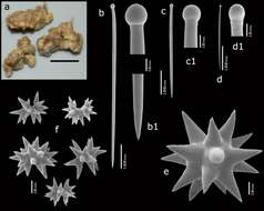 Image of Diplastrella spirastrelloides Van Soest 2017