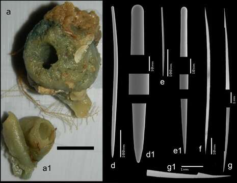 Image of Epipolasis tubulata Van Soest 2017