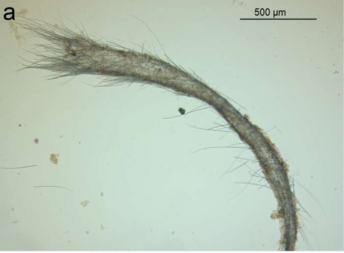 Image of Leucosolenia salpinx Van Soest 2017