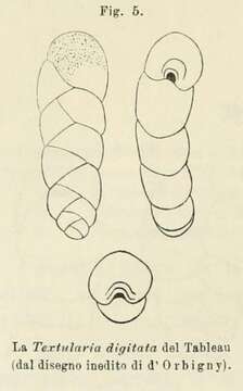 Image of Textularia digitata d'Orbigny ex Fornasini 1887