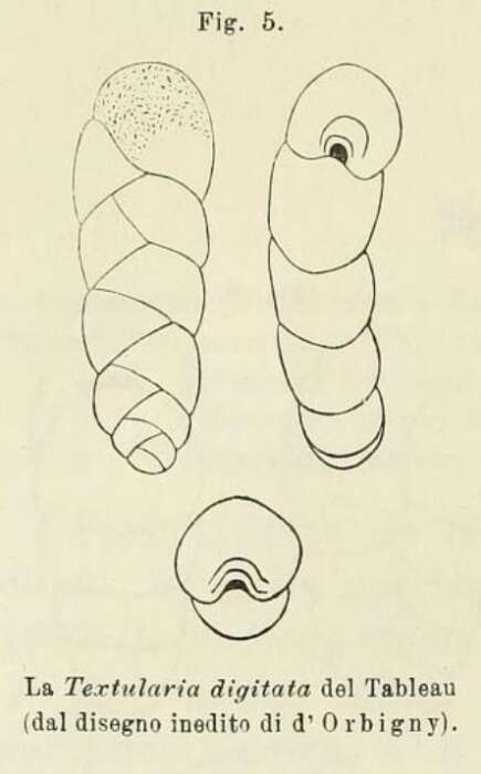 Image of Textularia digitata d'Orbigny ex Fornasini 1887