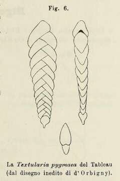 Image of Textularia pygmaea d'Orbigny ex Deshayes 1828