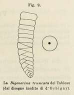 Image of Bigenerina truncata d'Orbigny ex Fornasini 1902