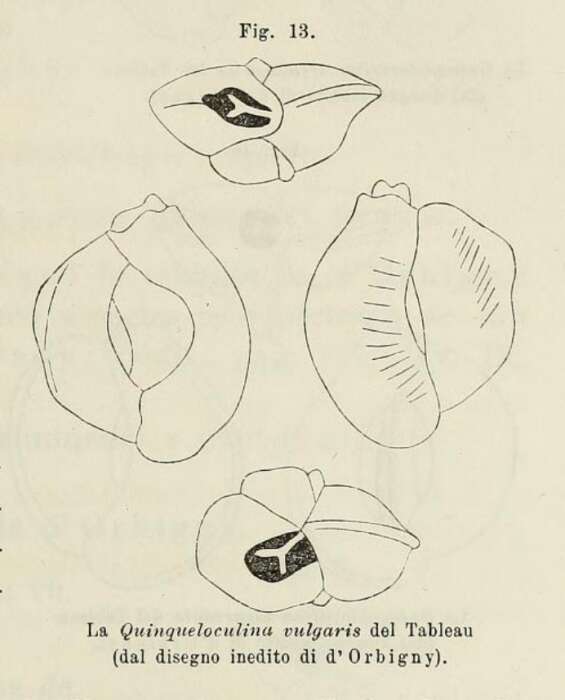 Image of Quinqueloculina vulgaris d'Orbigny 1826