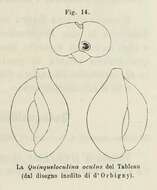 Imagem de Quinqueloculina oculus d'Orbigny ex Terquem 1878