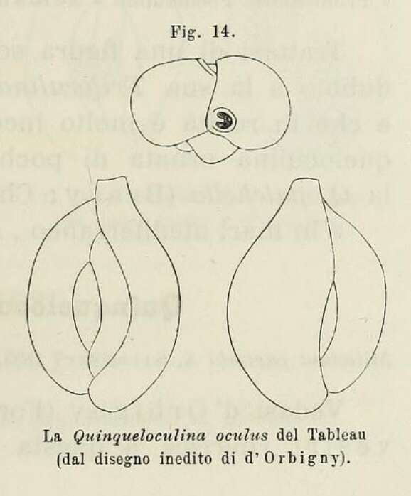 Imagem de Quinqueloculina oculus d'Orbigny ex Terquem 1878