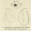 Image of Quinqueloculina ariminensis d'Orbigny ex Fornasini 1902