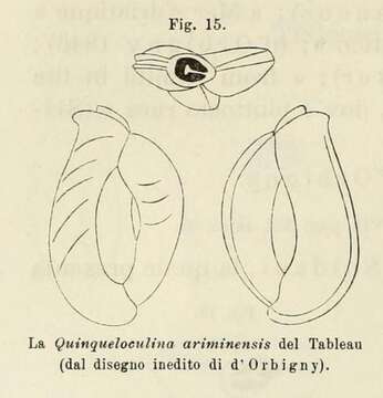 Imagem de Quinqueloculina ariminensis d'Orbigny ex Fornasini 1902