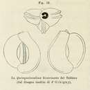 Plancia ëd Quinqueloculina bicarinata d'Orbigny ex Terquem 1878