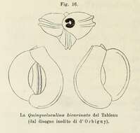Imagem de Quinqueloculina bicarinata d'Orbigny ex Terquem 1878