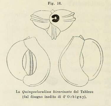 Image of Quinqueloculina bicarinata d'Orbigny ex Terquem 1878
