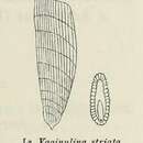 Image of Vaginulina striata d'Orbigny 1826