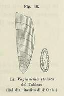 Image of Vaginulina striata d'Orbigny 1826