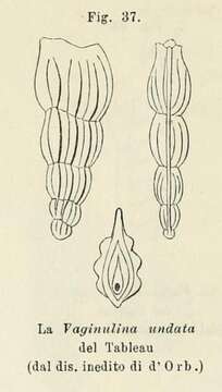 Image of Vaginulina undata d'Orbigny ex Fornasini 1902