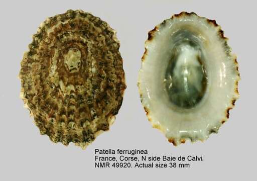 Image of ribbed Mediterranean limpet