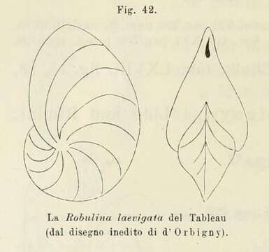 Image of <i>Robulina laevigata</i> d'Orbigny 1902