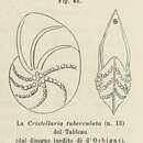 Image of Cristellaria tuberculata d'Orbigny ex Fornasini 1902
