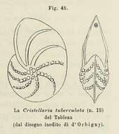 Cristellaria tuberculata d'Orbigny ex Fornasini 1902的圖片