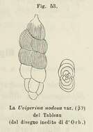 Image of Uvigerina nodosa var. beta d'Orbigny 1826