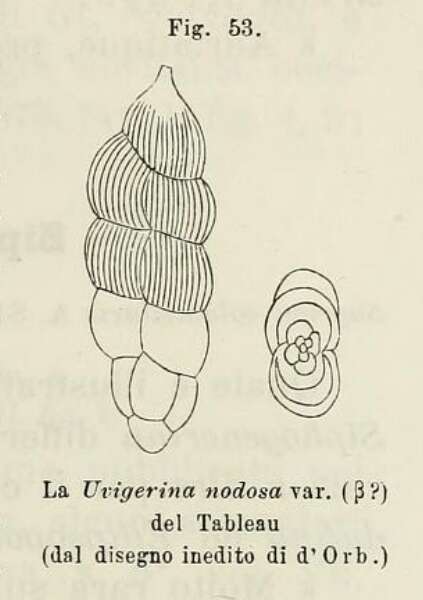 Image of Uvigerina nodosa var. beta d'Orbigny 1826