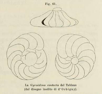 Image of Gyroidina contecta d'Orbigny ex Fornasini 1902