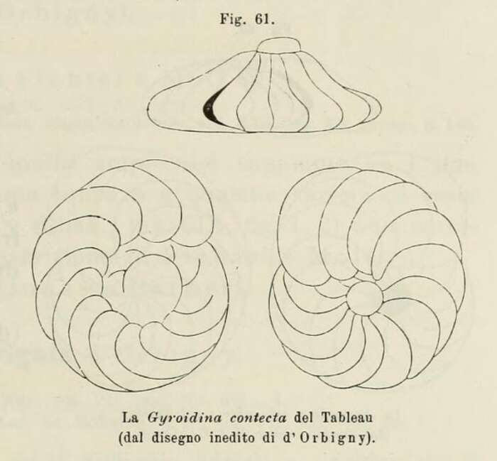 Image of Gyroidina contecta d'Orbigny ex Fornasini 1902
