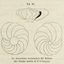 Image of Anomalina ariminensis d'Orbigny ex Fornasini 1902