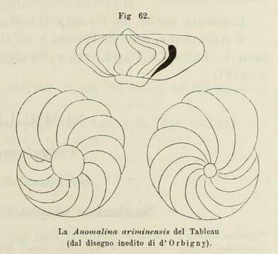 Anomalina ariminensis d'Orbigny ex Fornasini 1902 resmi