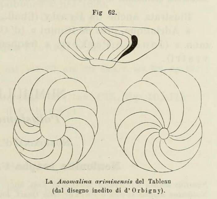 Image of Anomalina ariminensis d'Orbigny ex Fornasini 1902
