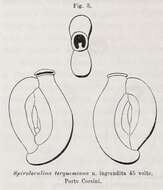 Image of Spiroloculina terquemiana Fornasini 1900