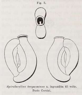 Imagem de Spiroloculina terquemiana Fornasini 1900