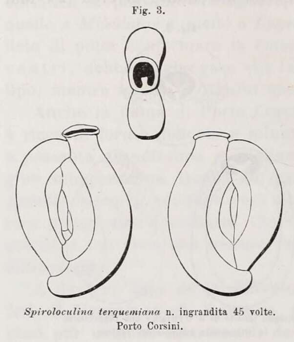 Image of Spiroloculina terquemiana Fornasini 1900