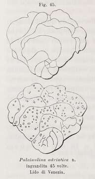 Imagem de <i>Pulvinulina adriatica</i> Fornasini 1900