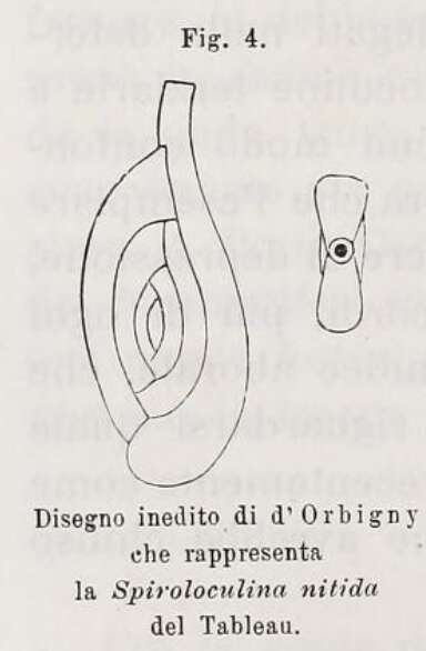 Image of Spiroloculina nitida d'Orbigny 1826