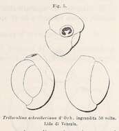 Image of Triloculina schreiberiana d'Orbigny 1839