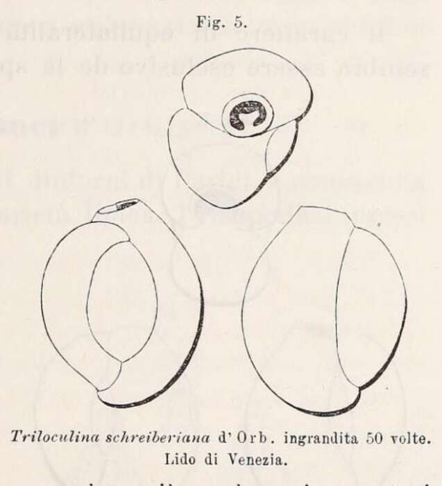 Image de Triloculina schreiberiana d'Orbigny 1839