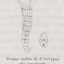 Image of Marginulina cornucopiae d'Orbigny ex Fornasini 1900